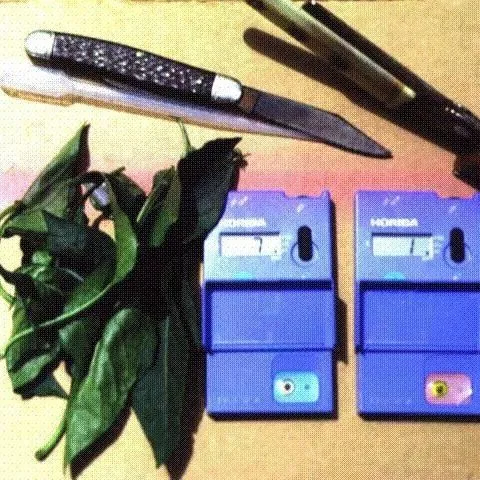thumbnail for publication: Plant Petiole Sap-Testing for Vegetable Crops